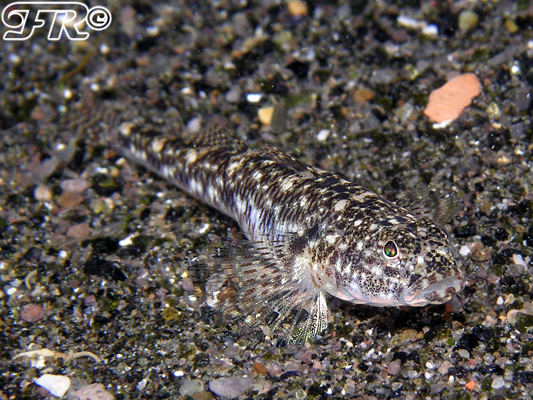 Pomatoschistus marmoratus da Sorrento